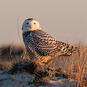 Snowy Owl